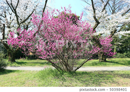 Flower and cherry blossoms of Koishikawa Botanical Garden (April) Bunkyo-ku, Tokyo Flower and cherry blossoms of Koishikawa Botanical Garden (April) Bunkyo-ku, Tokyo 50398401