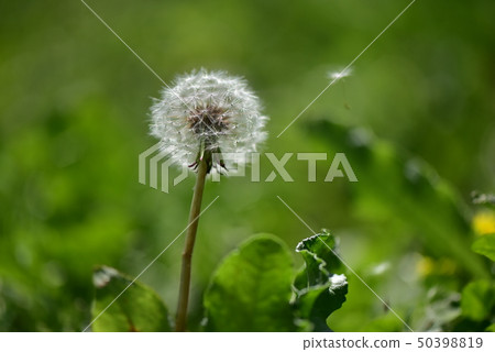 Flying Dandelion Fluff Flying Dandelion Fluff 50398819
