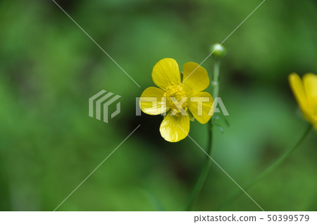 Buttercup flowers Buttercup flowers 50399579