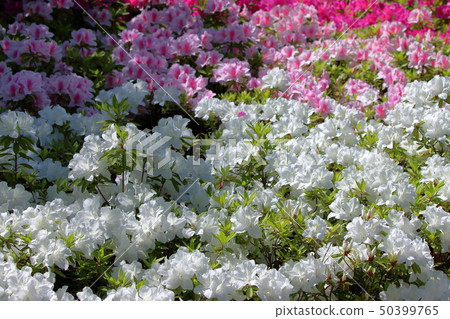 Japanese Azalea, Tsutsuji Japanese Azalea, Tsutsuji 50399765