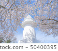 Lighthouse and cherry blossom 50400395