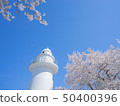 A lighthouse and cherry blossoms in the blue sky 50400396