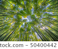 I look up at the bamboo grove 50400442