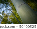 bamboo	 50400525