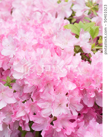 Azalea's flower Azalea's flower 50401023