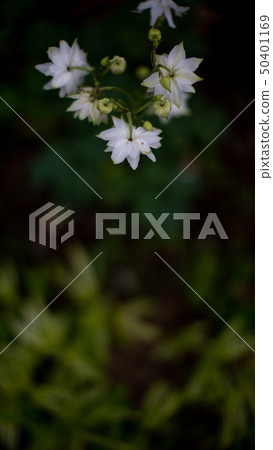 開花在春天的花 50401169