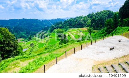  Gamo的水稻梯田 50401309