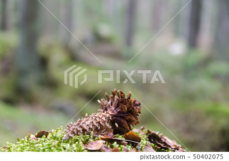 Spruce cone in the forest eaten by a squirrel 50402075