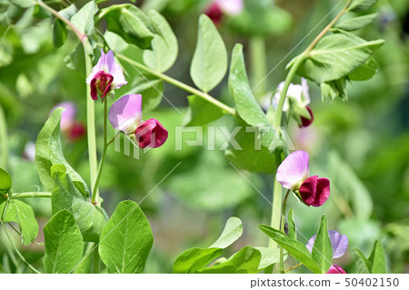 絹花花 絹花花 50402150