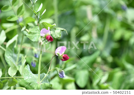 絹花花 絹花花 50402151
