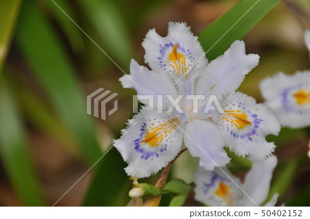 Shaga的花朵 Shaga的花朵 50402152