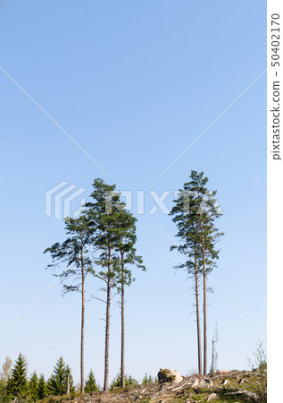 Standing tall pine trees in a clear cut forest 50402170