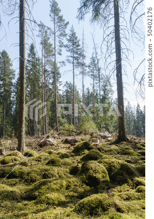 Bright coniferous forest glade with moss covered Bright coniferous forest glade with moss covered 50402176