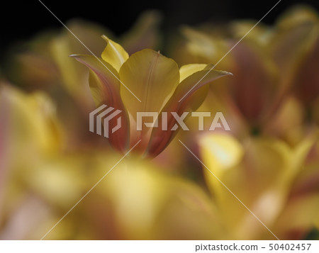 Tulip Tulip 50402457