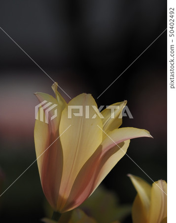 Tulip Tulip 50402492