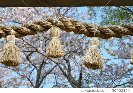 新宮神社“Shimenawa”(Shimenawa)繩索 新宮神社“Shimenawa”(Shimenawa)繩索 50402544