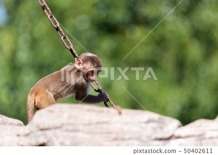 Rhesus monkey Rhesus monkey 50402611
