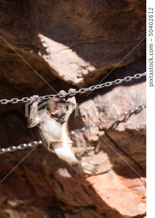  Rhesus monkey 50402612