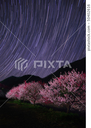 Achi village flower peach 50402616