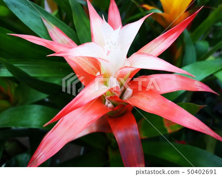 Guzumania Guzumania 50402691