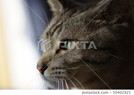 1,559,594 Kitty Images, Stock Photos, 3D objects, & Vectors