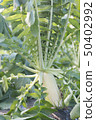 [Vegetables] Daikon 50402992