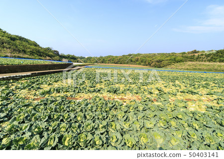 Field (spring) 50403141