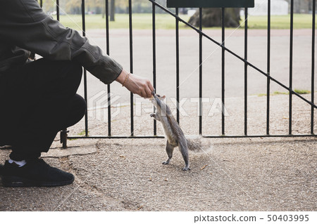 Squirrel taking nuts from mans hand in the park. 50403995