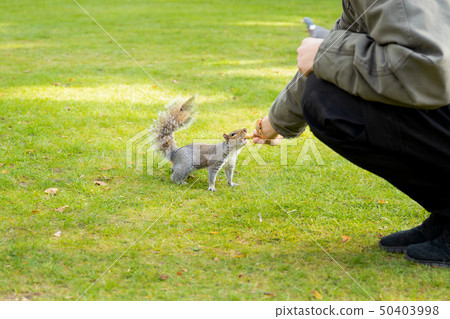 Squirrel taking nuts from mans hand in the park. 50403998