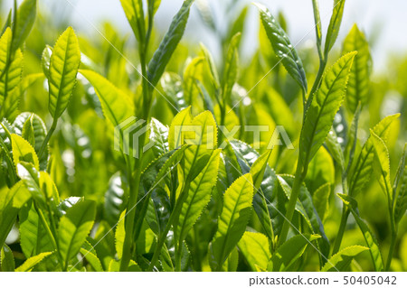 New tea New tea 50405042