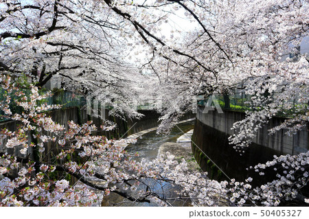 Ishigami Igawa，板橋的櫻花。加賀公園，金澤橋附近（4月）東京板橋區 50405327