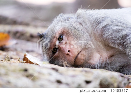 Monkeys in the Angkor ruins / Baphuon 50405857