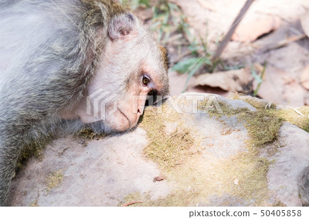 Monkeys in the Angkor ruins / Baphuon Monkeys in the Angkor ruins / Baphuon 50405858