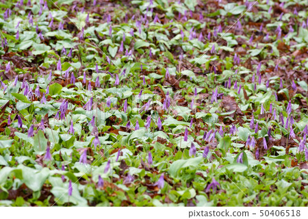 katakuri群 50406518