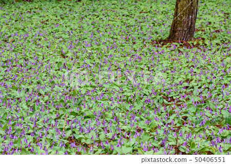 katakuri群 katakuri群 50406551