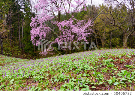 Katakiri和Sakura Katakiri和Sakura 50406782