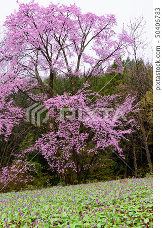 Katakiri和Sakura Katakiri和Sakura 50406783