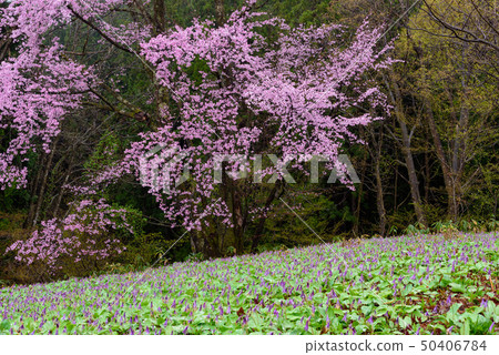 Katakiri和Sakura 50406784