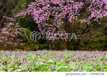 Katakiri and Sakura 50406794