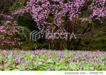 Katakiri and Sakura Katakiri and Sakura 50406795
