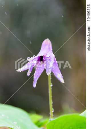 Katakuri flowers 50406868