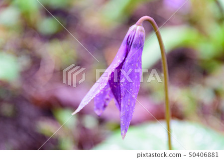 Katakuri flowers 50406881