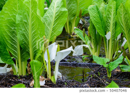 Squirrel Moe's Mizuba Shaw Squirrel Moe's Mizuba Shaw 50407046