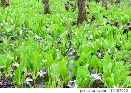 Squirrel Moe's Mizuba Shaw Squirrel Moe's Mizuba Shaw 50407050