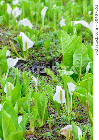 Squirrel Moe's Mizuba Shaw Squirrel Moe's Mizuba Shaw 50407053