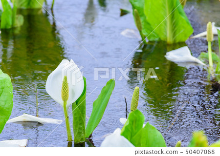 Squirrel Moe's Mizuba Shaw 50407068