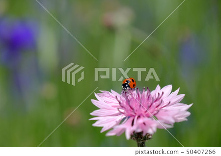 Arrow grass and ladybird Arrow grass and ladybird 50407266