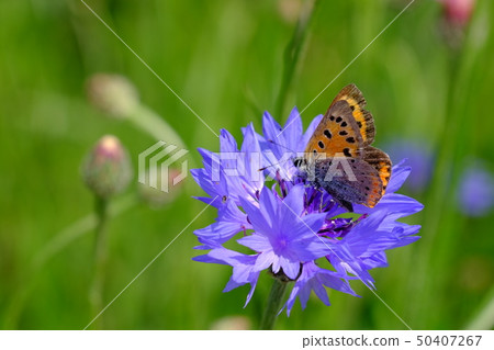 Flowering veggies Flowering veggies 50407267