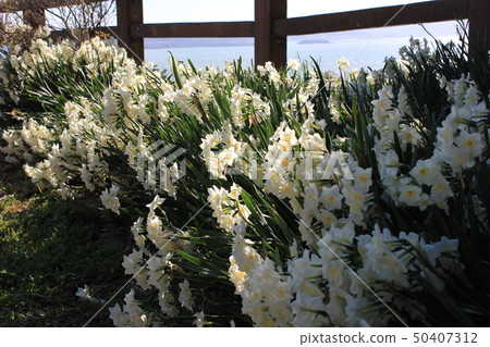 Narcissus ++ · + * Narcissus * + · ++ Narcissus ++ · + * Narcissus * + · ++ 50407312