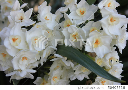 Narcissus ++ · + * Narcissus * + · ++ Narcissus ++ · + * Narcissus * + · ++ 50407316